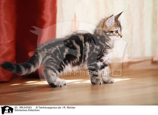 Sibirisches Ktzchen / Siberian Forest Kitten / RR-54583