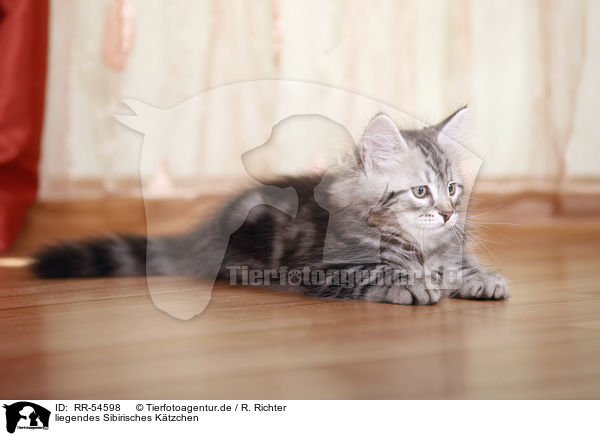 liegendes Sibirisches Ktzchen / lying Siberian Forest Kitten / RR-54598