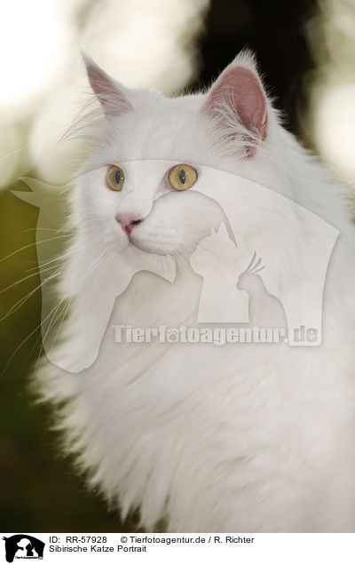 Sibirische Katze Portrait / RR-57928