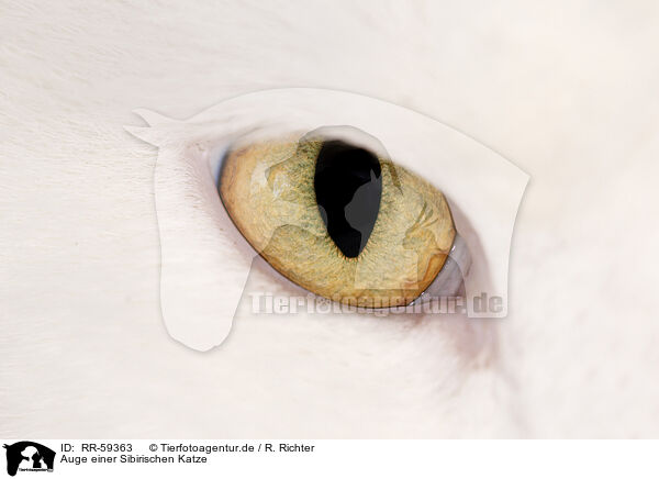 Auge einer Sibirischen Katze / eye of siberian cat / RR-59363