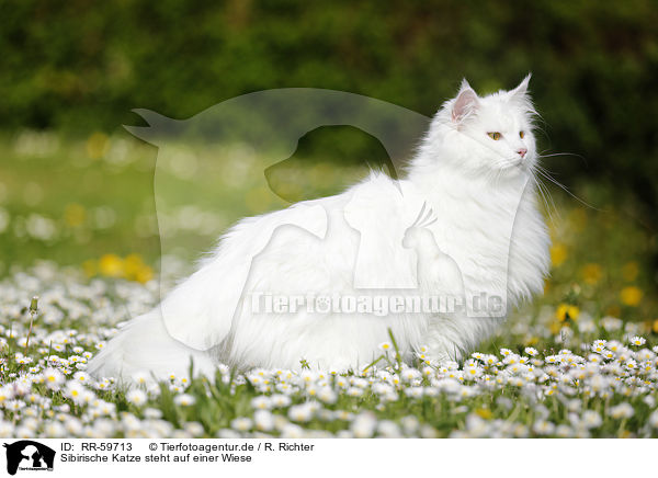 Sibirische Katze steht auf einer Wiese / RR-59713