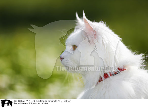 Portrait einer Sibirischen Katze / Portrait of a Siberian Cat / RR-59747