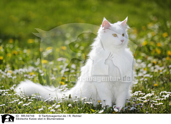 Sibirische Katze sitzt in Blumenwiese / RR-59748
