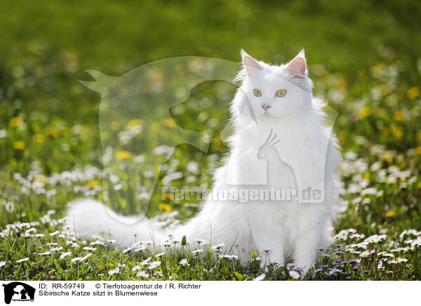 Sibirische Katze sitzt in Blumenwiese / RR-59749