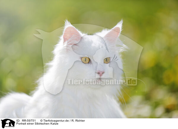 Portrait einer Sibirischen Katze / RR-59751