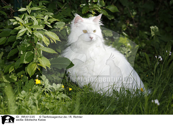weie Sibirische Katze / RR-61335