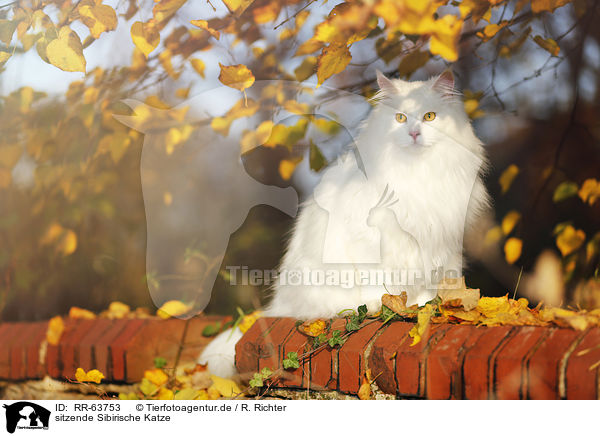sitzende Sibirische Katze / sitting Siberian Cat / RR-63753