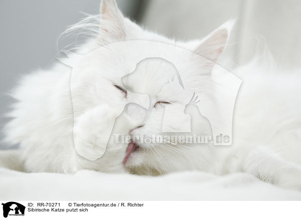Sibirische Katze putzt sich / Siberian Cat is cleaning itself / RR-70271