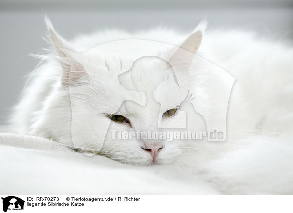 liegende Sibirische Katze / lying Siberian Cat / RR-70273