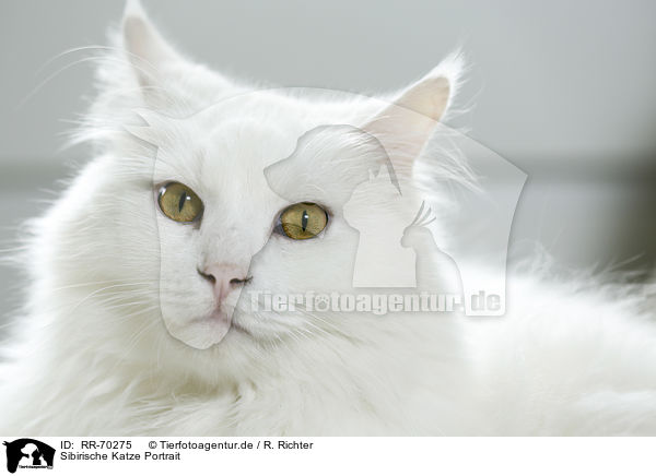 Sibirische Katze Portrait / Siberian Cat Portrait / RR-70275