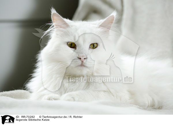 liegende Sibirische Katze / lying Siberian Cat / RR-70282