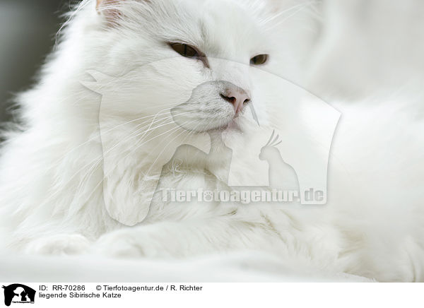 liegende Sibirische Katze / lying Siberian Cat / RR-70286