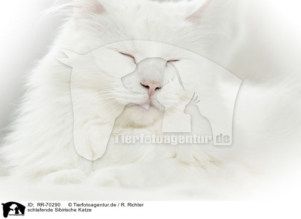 schlafende Sibirische Katze / sleeping Siberian Cat / RR-70290