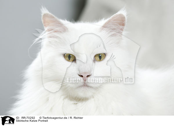 Sibirische Katze Portrait / Siberian Cat Portrait / RR-70292
