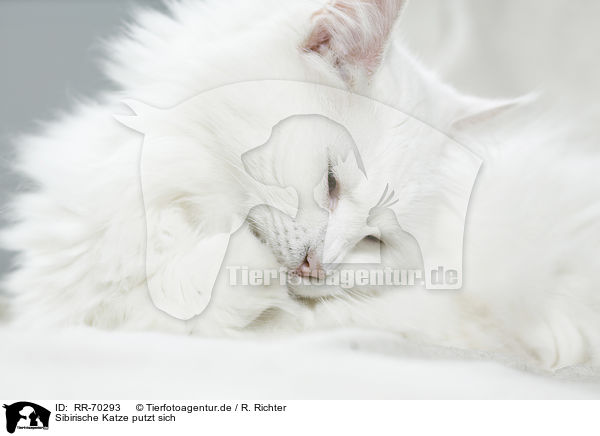 Sibirische Katze putzt sich / Siberian Cat is cleaning itself / RR-70293