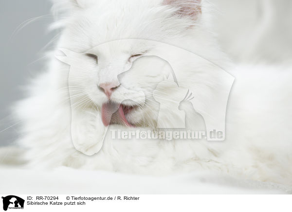 Sibirische Katze putzt sich / Siberian Cat is cleaning itself / RR-70294
