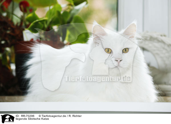 liegende Sibirische Katze / lying Siberian Cat / RR-70296