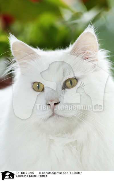 Sibirische Katze Portrait / Siberian Cat Portrait / RR-70297