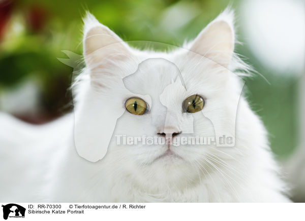 Sibirische Katze Portrait / Siberian Cat Portrait / RR-70300