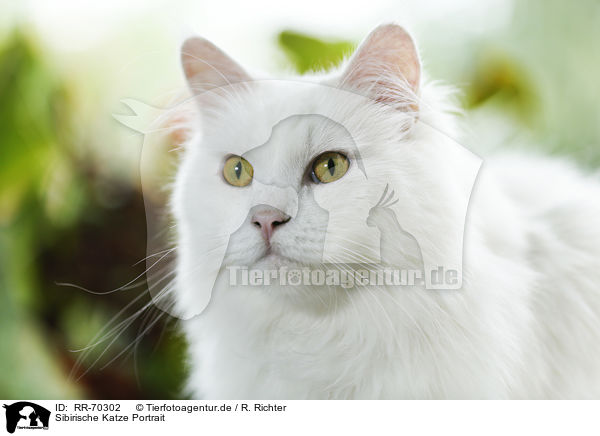 Sibirische Katze Portrait / Siberian Cat Portrait / RR-70302