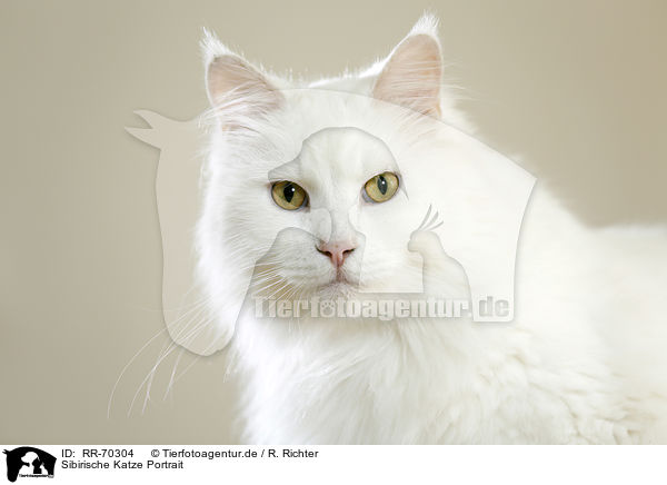 Sibirische Katze Portrait / Siberian Cat Portrait / RR-70304