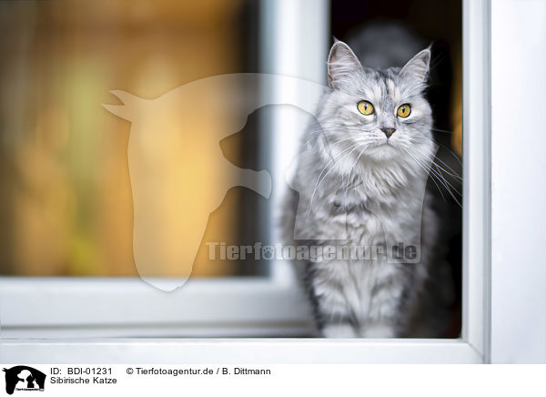 Sibirische Katze / siberian cat / BDI-01231