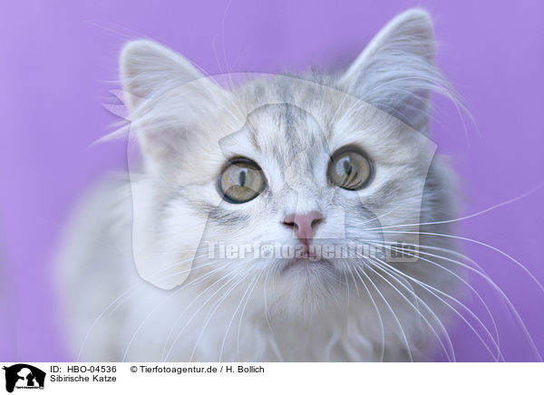 Sibirische Katze / Siberian Cat / HBO-04536