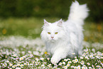 Sibirische Katze luft auf Wiese