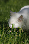 weier Kater im Gras