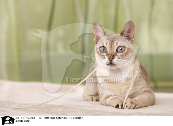 Singapura / Singapura cat / RR-43363