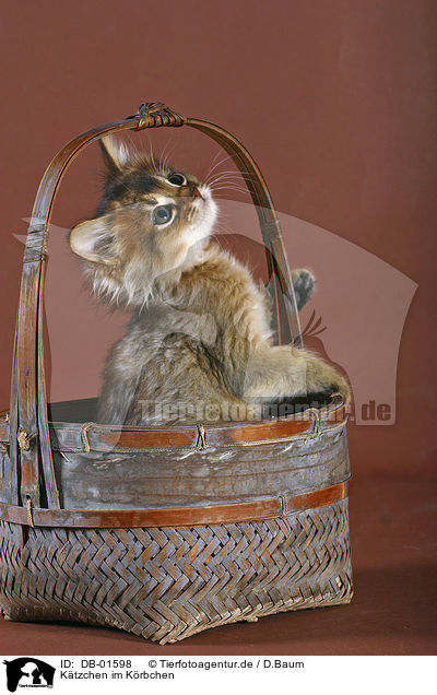 Ktzchen im Krbchen / kitten in a basket / DB-01598