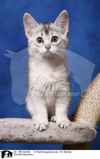 Somali Ktzchen / Somali Kitten / RR-14436