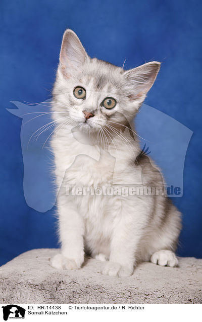 Somali Ktzchen / Somali Kitten / RR-14438