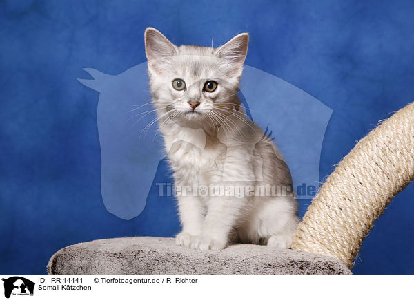 Somali Ktzchen / Somali Kitten / RR-14441