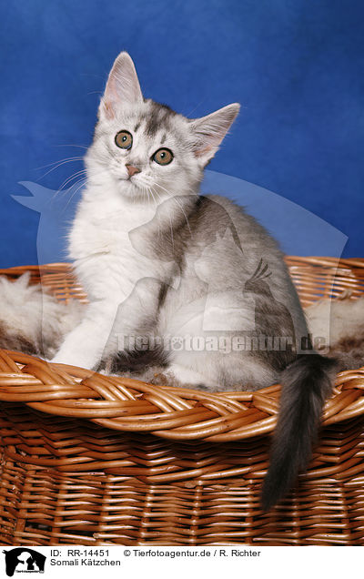 Somali Ktzchen / Somali Kitten / RR-14451