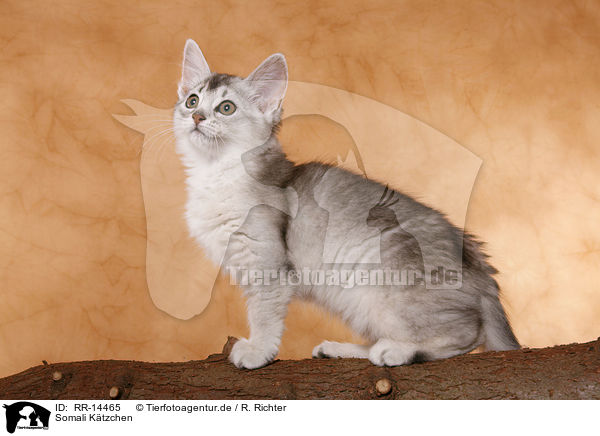 Somali Ktzchen / Somali Kitten / RR-14465