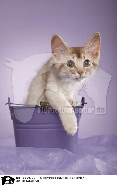 Somali Ktzchen / Somali Kitten / RR-26730