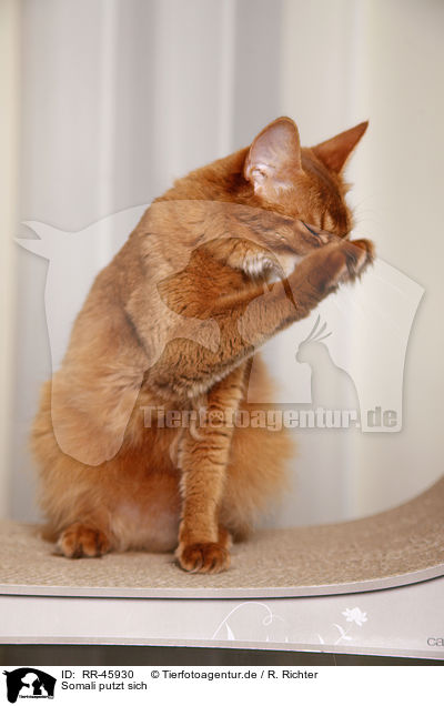 Somali putzt sich / somalian cat is cleaning herself / RR-45930