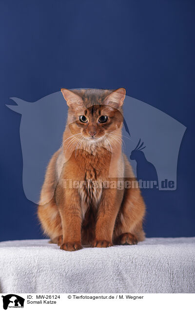 Somali Katze / MW-26124