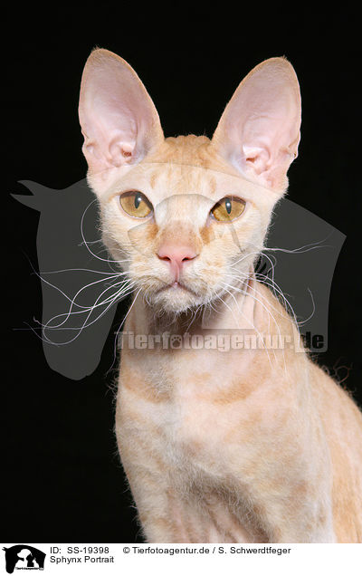 Sphynx Portrait / Sphynx Portrait / SS-19398