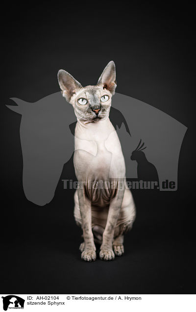 sitzende Sphynx / sitting Sphynx / AH-02104