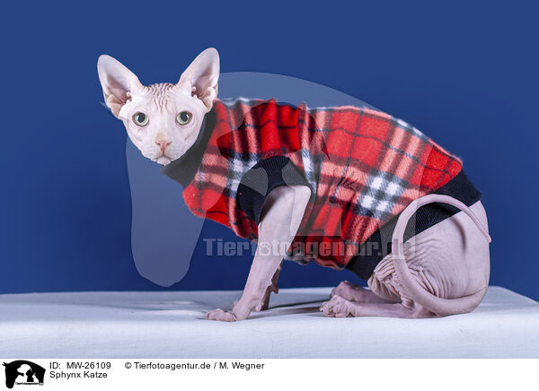 Sphynx Katze / Sphynx Cat / MW-26109