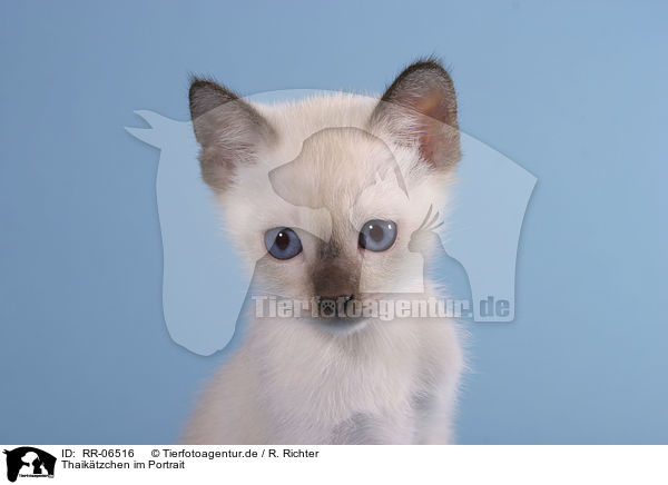 Thaiktzchen im Portrait / kitty portrait / RR-06516