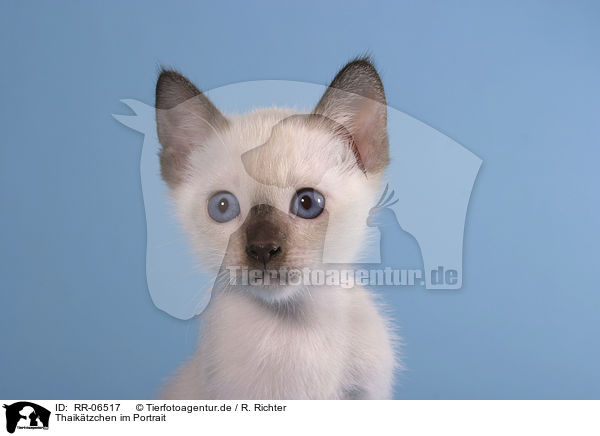 Thaiktzchen im Portrait / kitty portrait / RR-06517