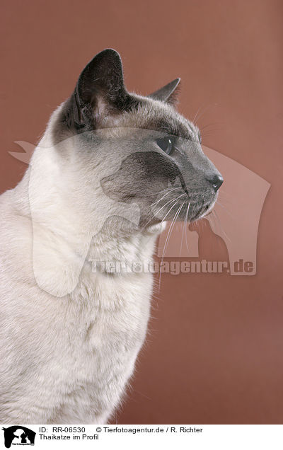 Thaikatze im Profil / cat profile / RR-06530