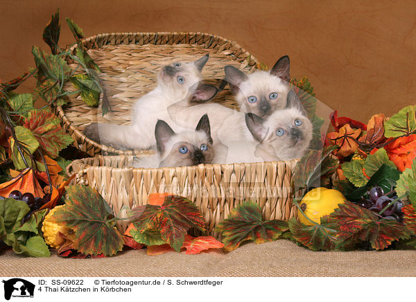 4 Thai Ktzchen in Krbchen / 4 Thai Kitten in basket / SS-09622