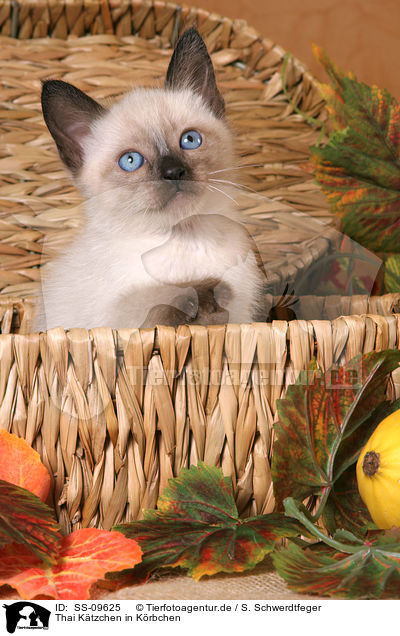 Thai Ktzchen in Krbchen / Thai Kitten in basket / SS-09625