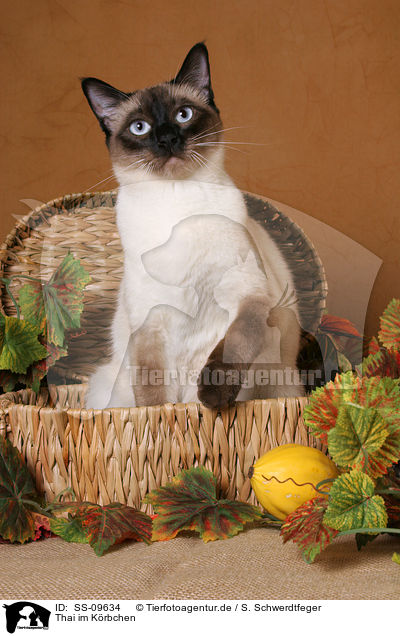 Thai im Krbchen / Thai in basket / SS-09634