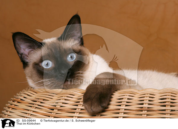 Thai im Krbchen / Thai in basket / SS-09644