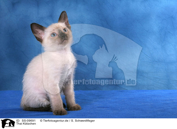 Thai Ktzchen / Thai Kitten / SS-09691